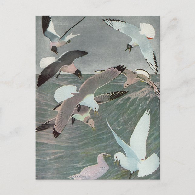 Seagulls Over Ocean Waves by Louis Agassiz Fuertes Postcard (Front)