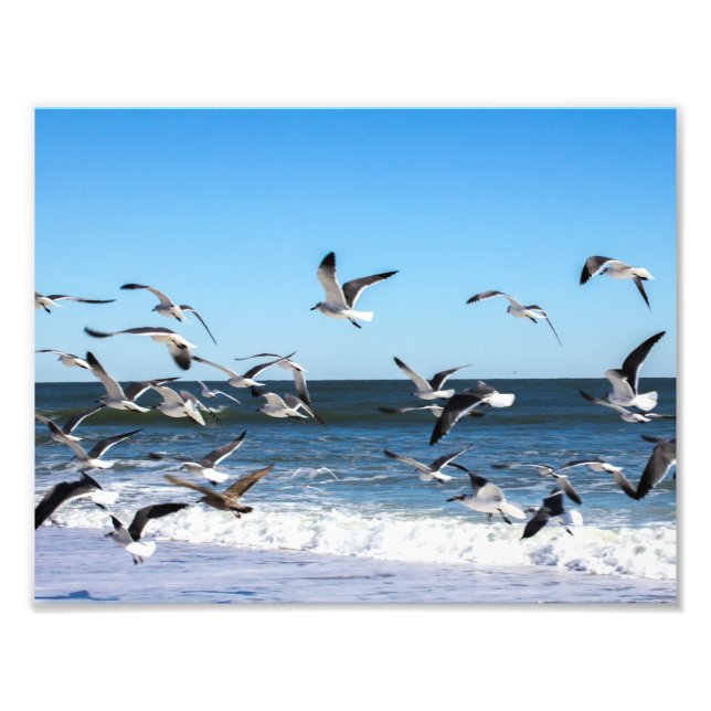 Seagulls Photo (Front)