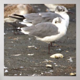 Seagulls Photo Poster