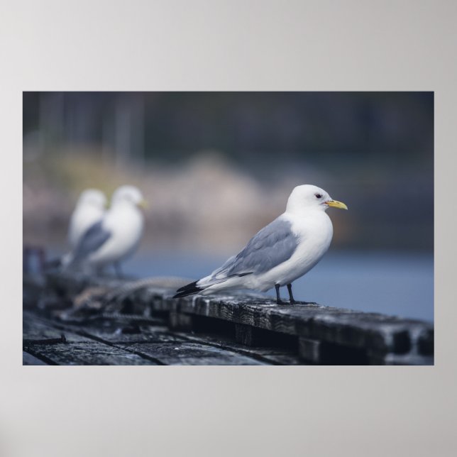 Seagulls Photograph Poster (Front)