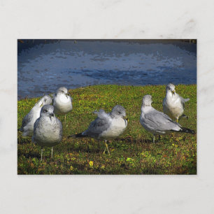 Seagulls Postcard