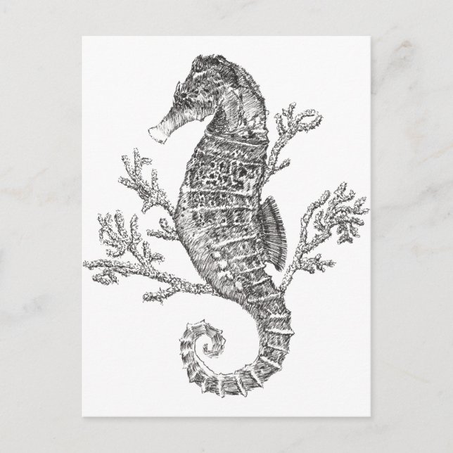 Seahorse and Coral Postcard (Front)