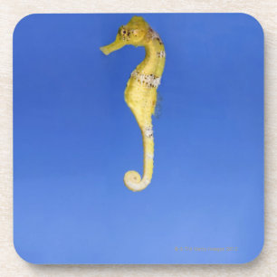 Seahorse Coaster