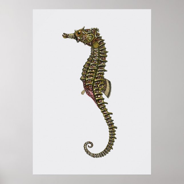 Seahorse Illustration Poster (Front)