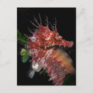 Seahorse Pony Female Begur Postcard