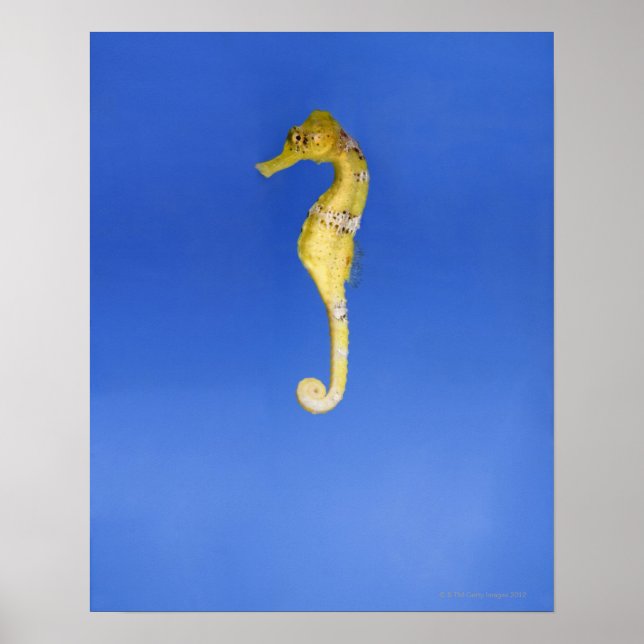 Seahorse Poster (Front)