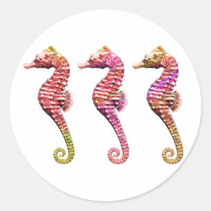 Seahorse Trio in Reds Classic Round Sticker