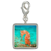 Seahorse tropical carribean turquoise orange 