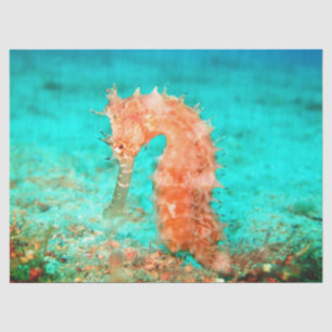 Seahorse tropical carribean turquoise orange  tissue paper