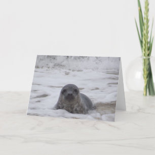 Seal - Animal Colour Photo Print Greeting Card