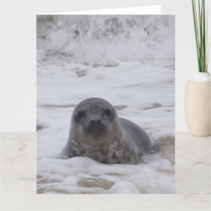 Seal - Animal Photo Print Large Greeting Card