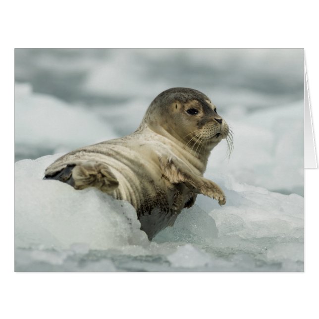 Seal bébé doux (Devant horizontal)