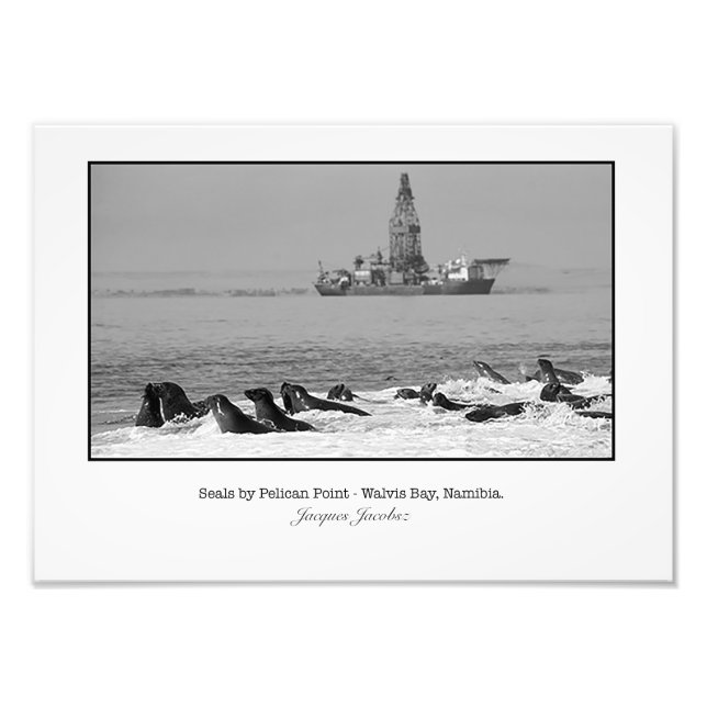 Seal Colony and Ship Photo Print (Front)