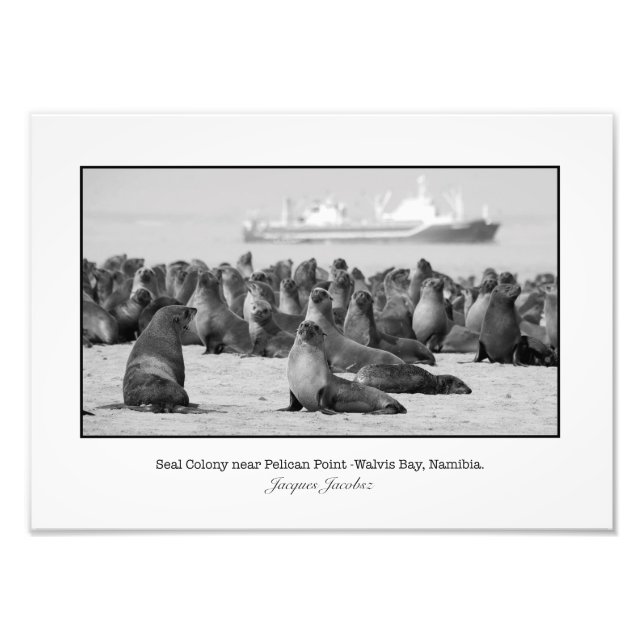 Seal Colony Photo Print (Front)