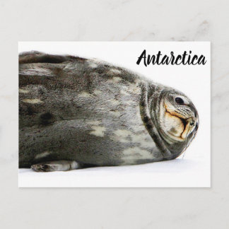 'Seal-ed With a Kiss' Postcard