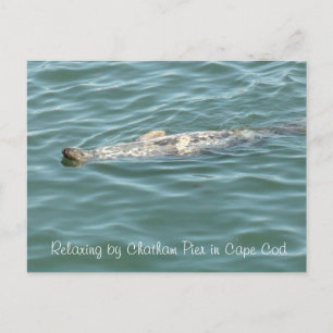 Seal Floating on Back in Chatham Pier in Cape Cod  Postcard