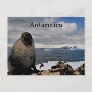 Seal in Cape Shirreff Livingston Island Antarctica Postcard