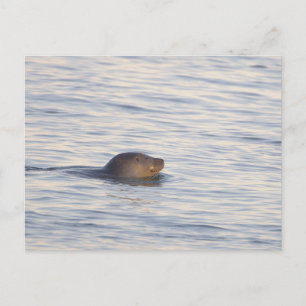 Seal in Ocean Photo Postcard