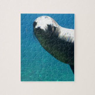 Seal Jigsaw Puzzle