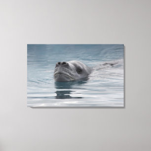 seal leopard which swims canvas print