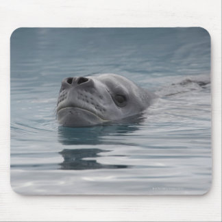 seal leopard which swims mouse pad