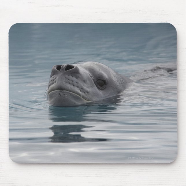 seal leopard which swims mouse pad (Front)