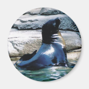 seal Magnet
