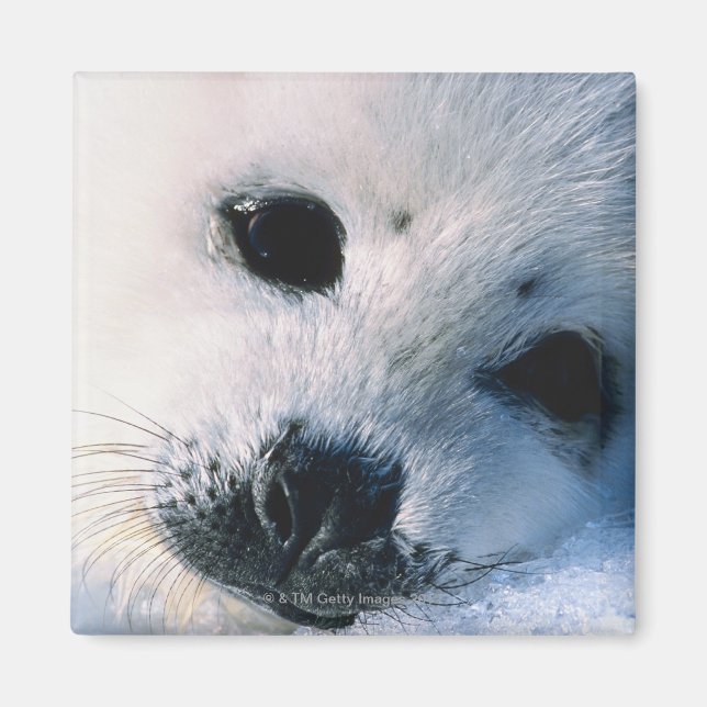 Seal Magnet (Front)