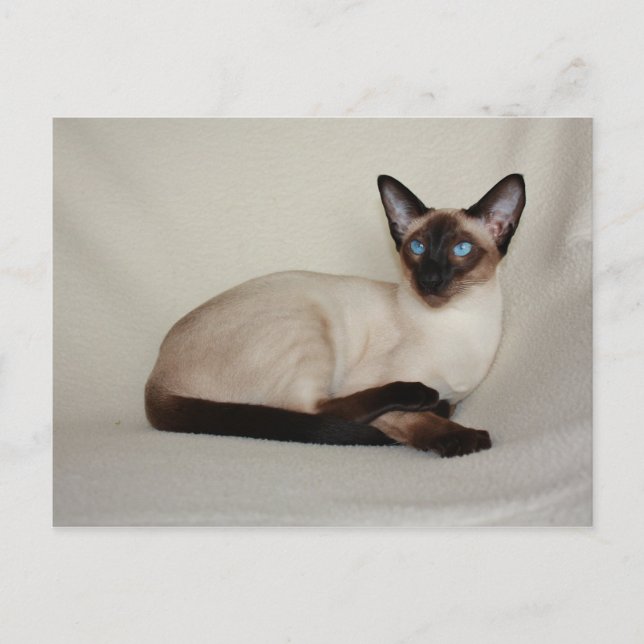 Seal Point Siamese Cat Jazell Postcard (Front)