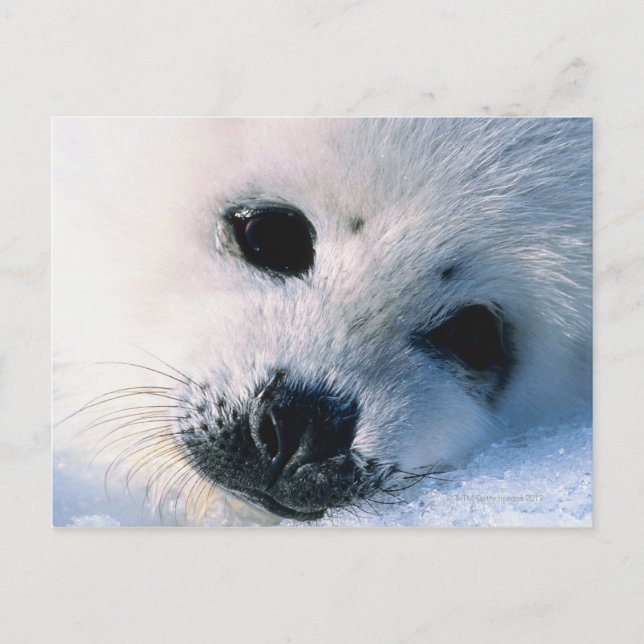 Seal Postcard (Front)