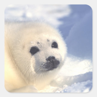 Seal Pup Face
