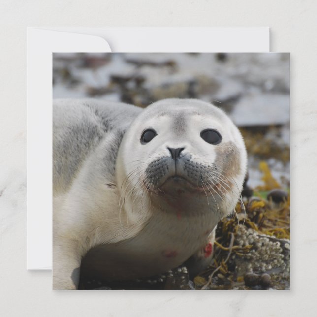 Seal Pup Invitations (Front)