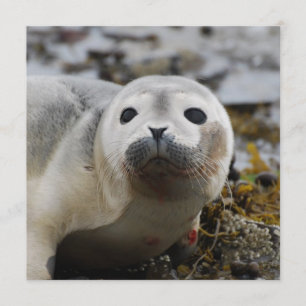 Seal Pup Invitations