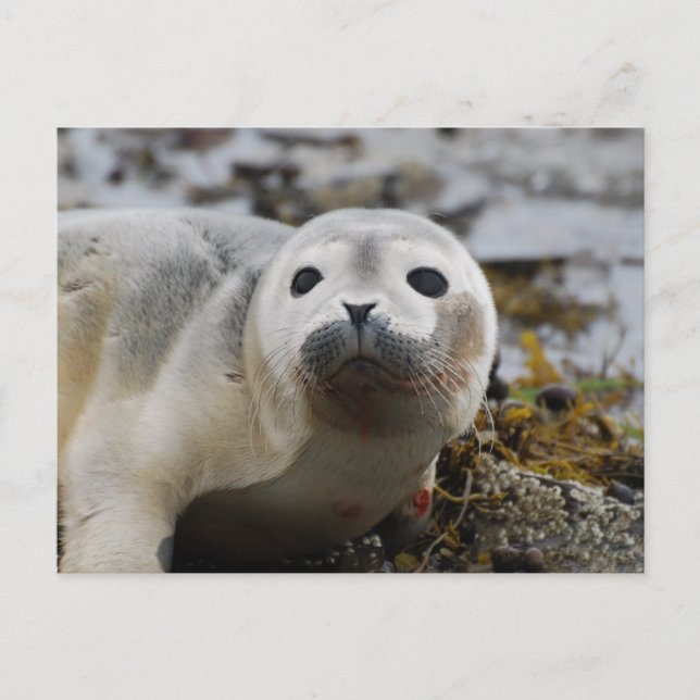 Seal Pup Postcard (Front)