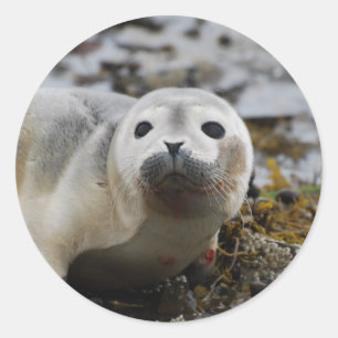 Seal Pup Stickers