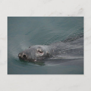 Seal, Stornoway Harbour, Outer Hebrides Postcard