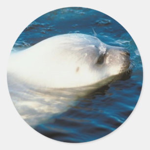 Seal Swimming