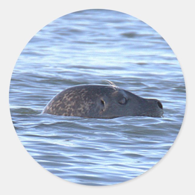 Seal Swimming in Ocean Stickers (Front)