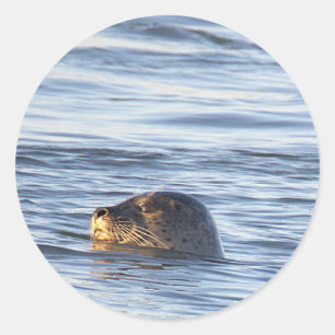 Seal Swimming in Ocean Stickers