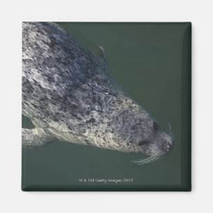 Seal swimming under the water 2 magnet