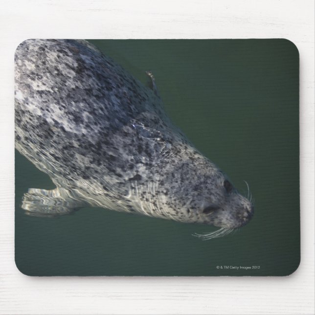 Seal swimming under the water 2 mouse pad (Front)
