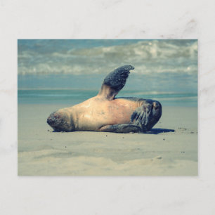 Seal Wave Postcard