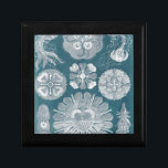 Sealife Blueprint IV Gift Box<br><div class="desc">Marine Life</div>
