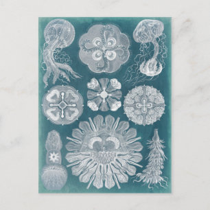 Sealife Blueprint IV Postcard