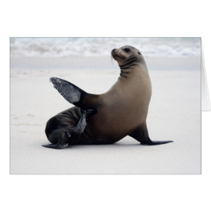 Sealion
