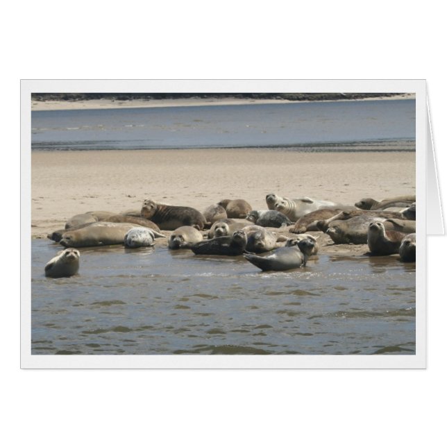 Seals (Front Horizontal)