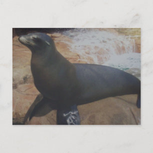 seals card