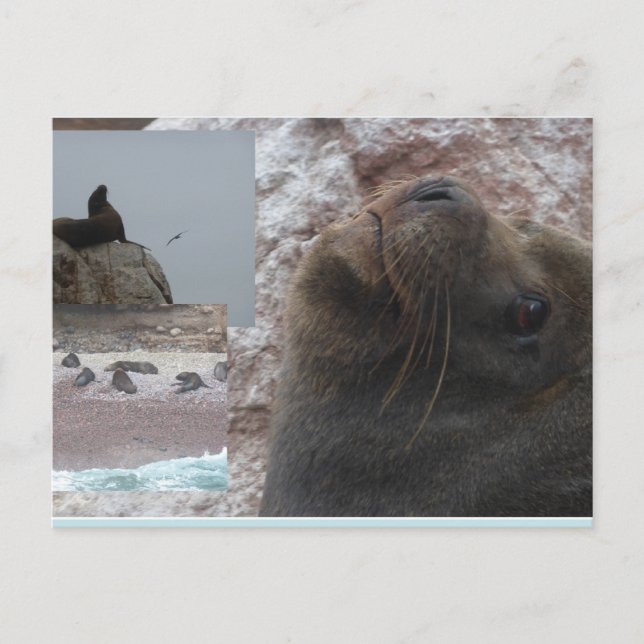 Seals Close up Peru Collage DIY Postcard (Front)