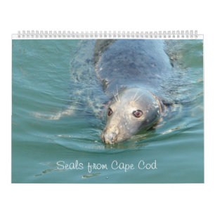Seals of Cape Cod Calendar
