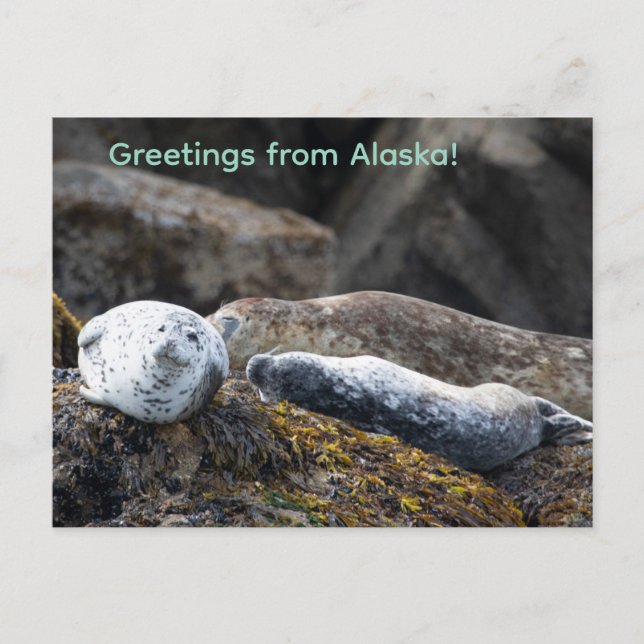 Seals on a rock holiday postcard (Front)